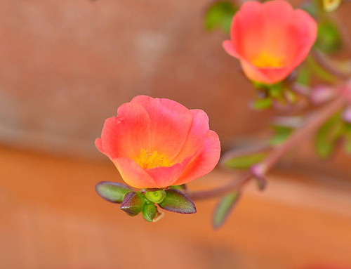 Close up of Common Purslane, Verdolaga, Pigweed, Little Hogweed flower with blur orange  background.jpg