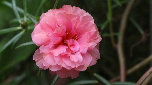Macro picture of a pink color rose flower with blurry background.jpg