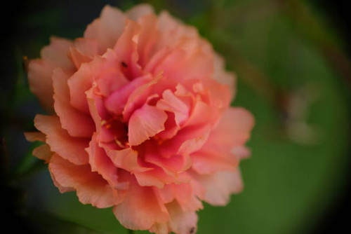 Macro photo of Portulaca grandiflora (moss-rose purslane) in the garden with selective focus..jpg