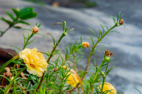 Yellow flowers or Portulaca oleracea..jpg