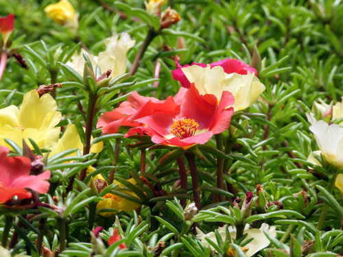 moss roses in blossom close up.jpg