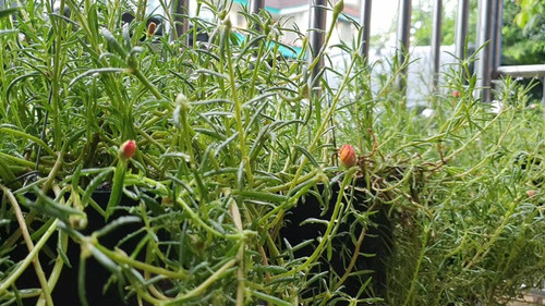 Common Purslane with rain.jpg