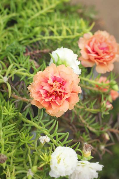 Flowering Purslane - pink flowers at the nature.jpg