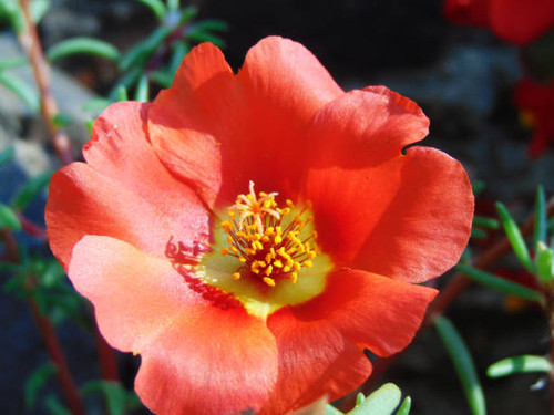 flower in the garden - Maramures.jpg