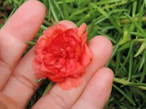 Flower, flower, flower nine hours, red, nature, flora-Brazil..jpg