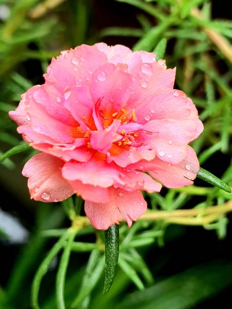 Pink blossom sweet and beautiful flower.jpg