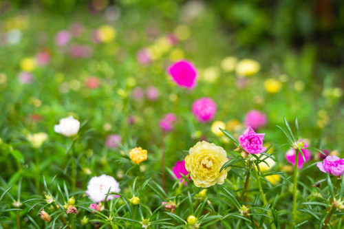 Portulaca grandiflora (Portulaca, Moss Rose, Sun plant, Sun Rose) ; A colorful blossom, petals stack.jpg
