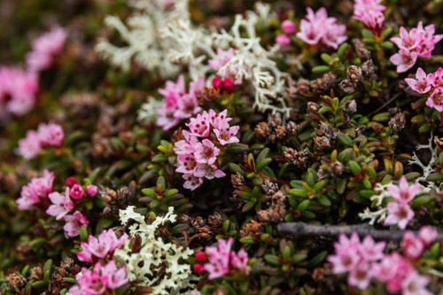 Pinkish Alpine azalea flowering on a rocky ground in Urho Kekkonen National Park, Northern Finland.jpg