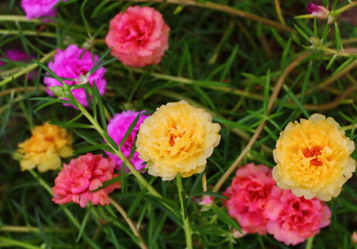 beautiful common purslane flower in fresh garden on background.jpg