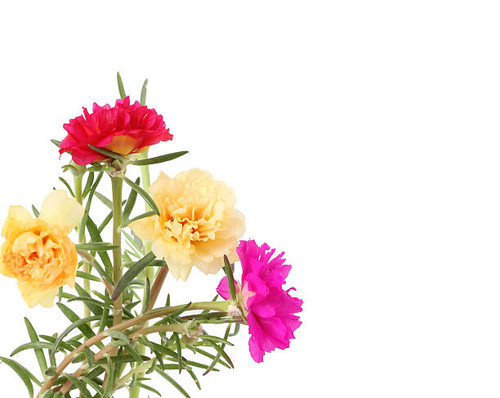 Beautiful Floral isolated on a white.jpg