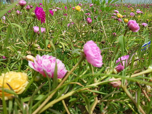 Beautiful Flower.jpg