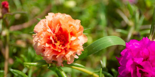 Flower soft focus with some sharp and natural blurred background. Bouquet of blue, purple, pink, whi.jpg