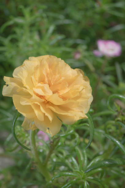 Flower petals Moss-rose purslane Portulaca yellow closeup detail with green leaf background.jpg