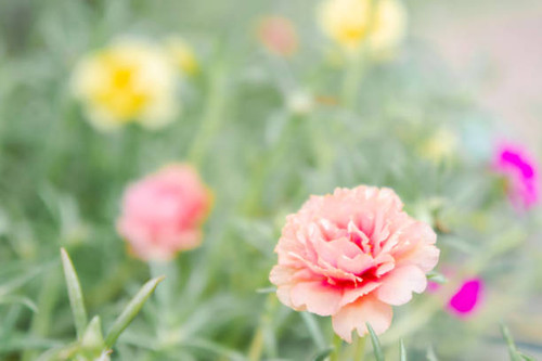 flower vintage blooming in the morning time.jpg