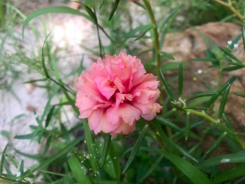 flower with pink petals blooming.jpg