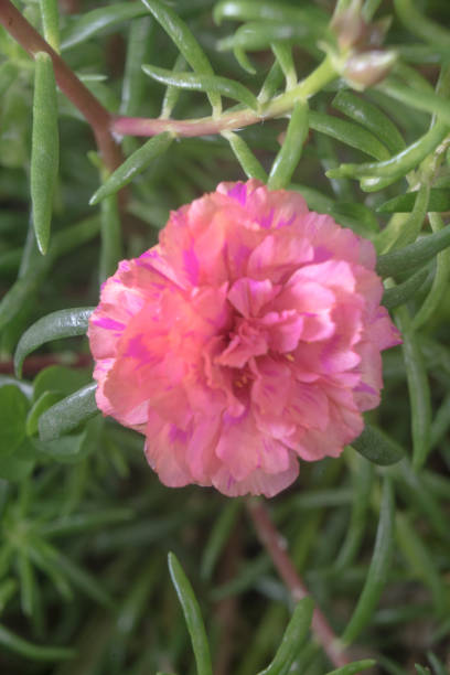 Flower petals Moss-rose purslane Portulaca peach pink closeup detail with green leaf background.jpg