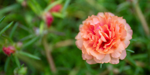 Flower soft focus with some sharp and natural blurred background. Bouquet of blue, purple, pink, whi.jpg