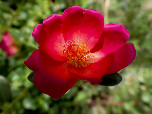 Flower Portulaca oleracea in the garden. colorful flower. Beautiful  flower Portulaca oleraceae..jpg