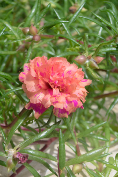 Flower petals Moss-rose purslane Portulaca peach pink closeup detail with green leaf background.jpg