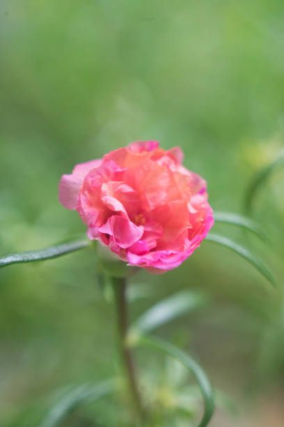 Flower petals Moss-rose purslane Portulaca bright pink closeup detail with green leaf background.jpg