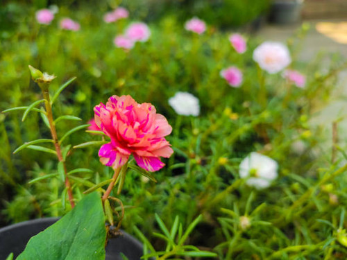 Pink flower with green leaves, in the flower pot under sky blue. Home garden..jpg