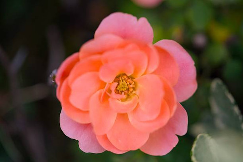 Enhance your designs with this enchanting close-up of a vibrant peach-colored begonia flower in full.jpg