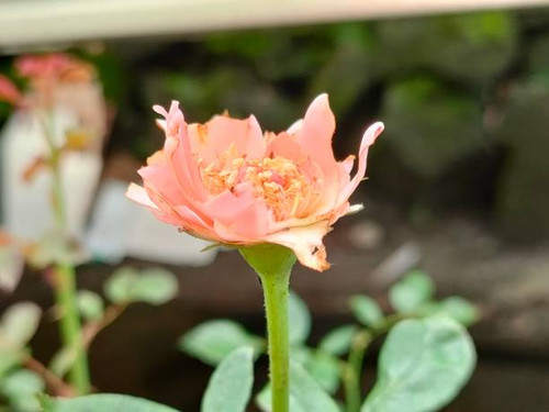 a deformed rose when it is in full bloom. This defect is caused by external factors, for example due.jpg