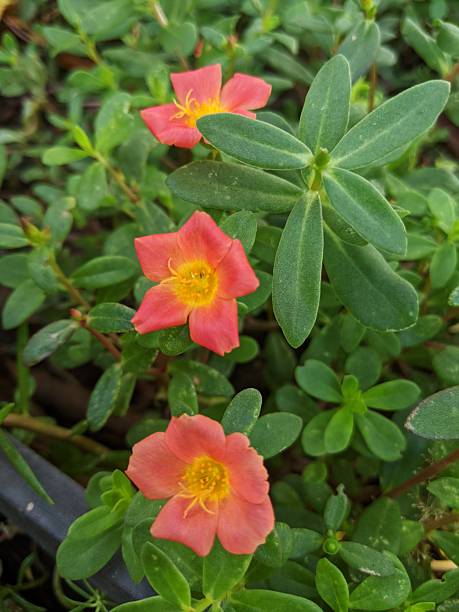 Defocused view of Moss rose purslane or Portulaca grandiflora flowers in the garden.jpg