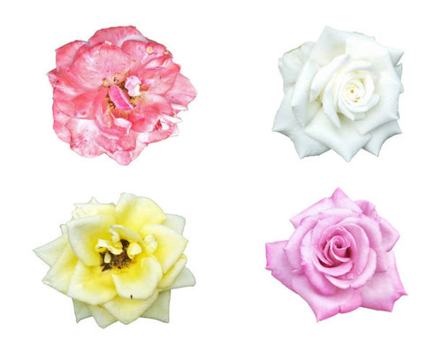 beautiful flower isolated on white background.jpg