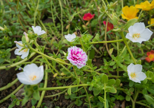 Portulaca grandiflora in the garden.jpg