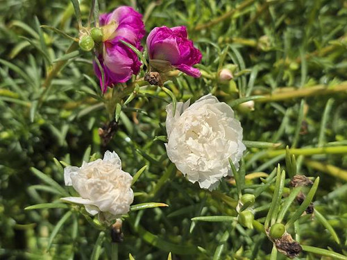 Vibrant portulaca flowers in pink and white bloom peacefully in a sunny garden. This image captures .jpg