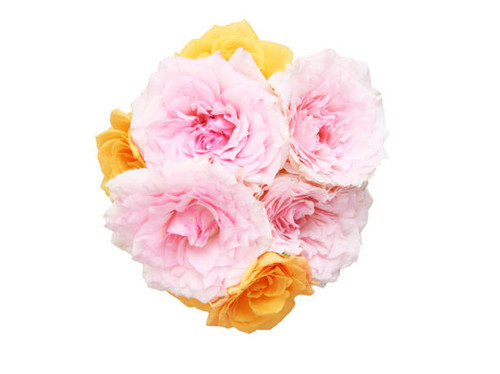Pictured a bouquet of roses in a white background..jpg