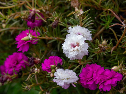 Beautiful flowers in the garden close up..jpg
