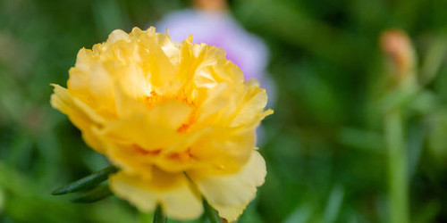 Flower soft focus with some sharp and natural blurred background. Bouquet of blue, purple, pink, whi.jpg