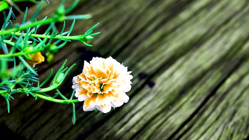Hippeastrum cybister hybrid blossom.jpg