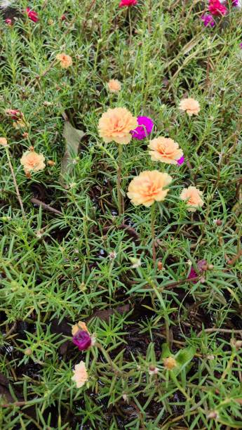 Moss rose, Portulaca grandiflora, is a drought and heat tolerant annual native to hot, dry plains in.jpg