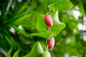 240 F 1033439577 v3OWpccXS9Qf2xiDW6YeVvQJY0KONr45.jpg