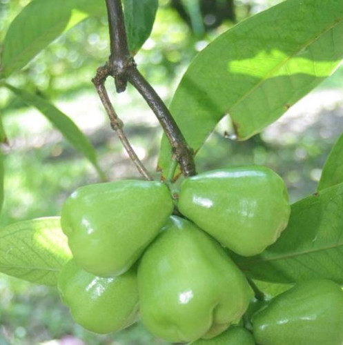 Fruit.jpg