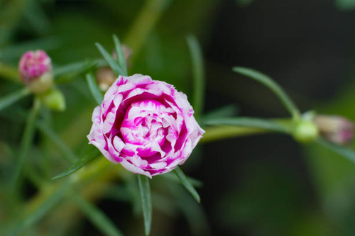 Flowers of Portulaca grandiflora or rose moss.jpg