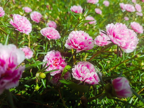 A pink 9 O'clock flowers blooming in the morning.jpg