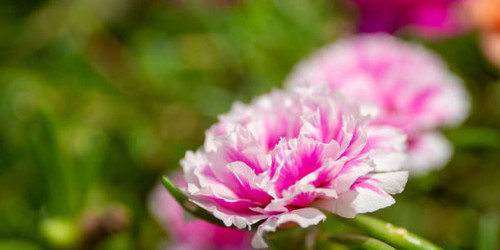 Flower soft focus with some sharp and natural blurred background. Bouquet of blue, purple, pink, whi.jpg