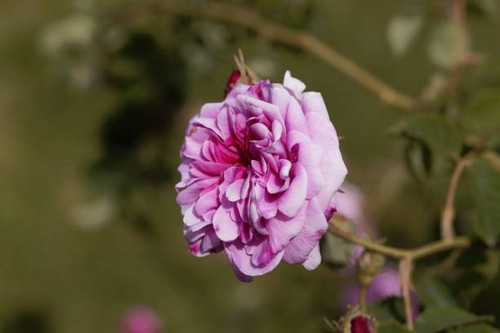 Flower of a Gallica di Posillipo rose in a garden..jpg