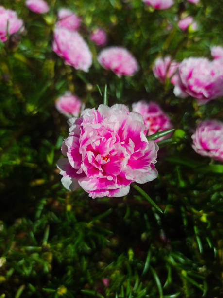 A pink 9 O'clock flower blooming in the morning.jpg