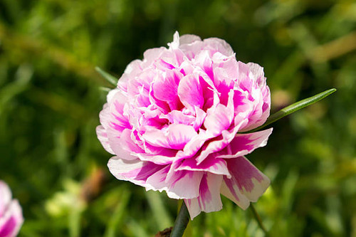 fresh flower beautiful colorful portulaca oleracea in morning, thailand.jpg