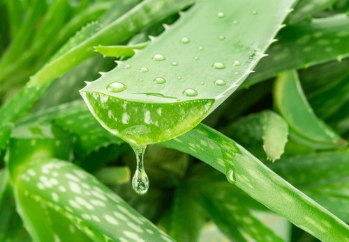 aloe gel dropping fresh vera 600nw 2500751939.jpg