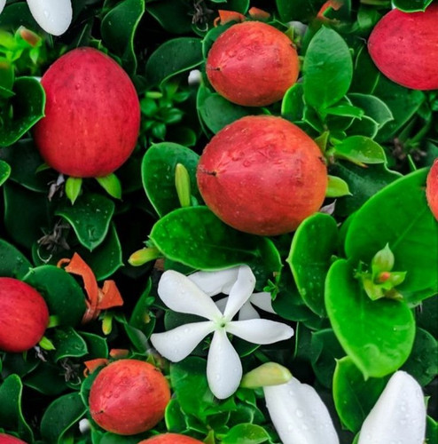 How to Grow and Care for Natal Plum.jpg