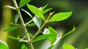 images?q=tbn:ANd9GcRmzmJhOAVQTjLg6WAsZiVi 12BPwpX85y8Sg&s.jpg