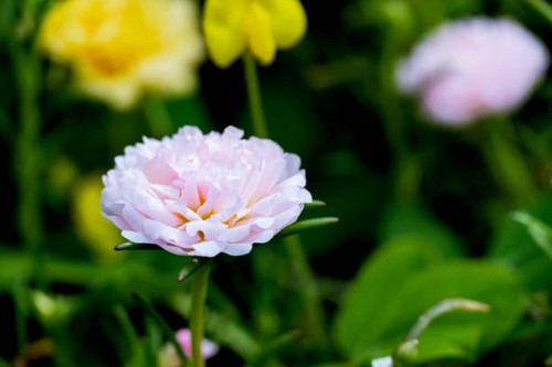 Close up pink Portulaca oleracea  flower on blur nature background with selectived focus wiht bokeh .jpg