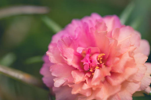 Close up Pink Portulaca flower..jpg
