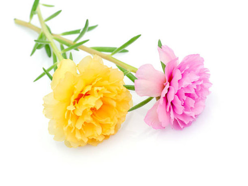 Close up Portulaca flower on white background. (Portulaca oleracea).jpg